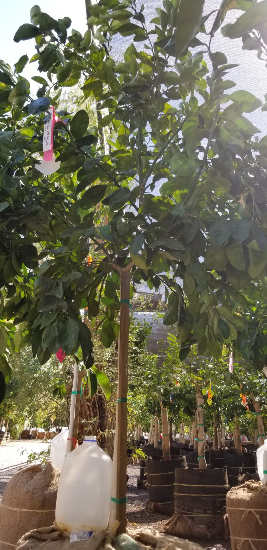 A tree with green leaves in the middle of a garden.