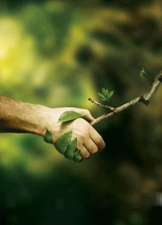 A hand holding onto a branch with leaves on it.